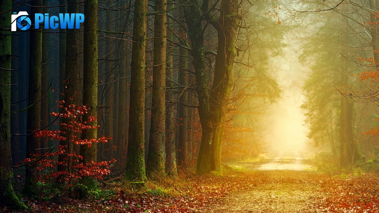 Fall Forest 4K PC Wallpaper