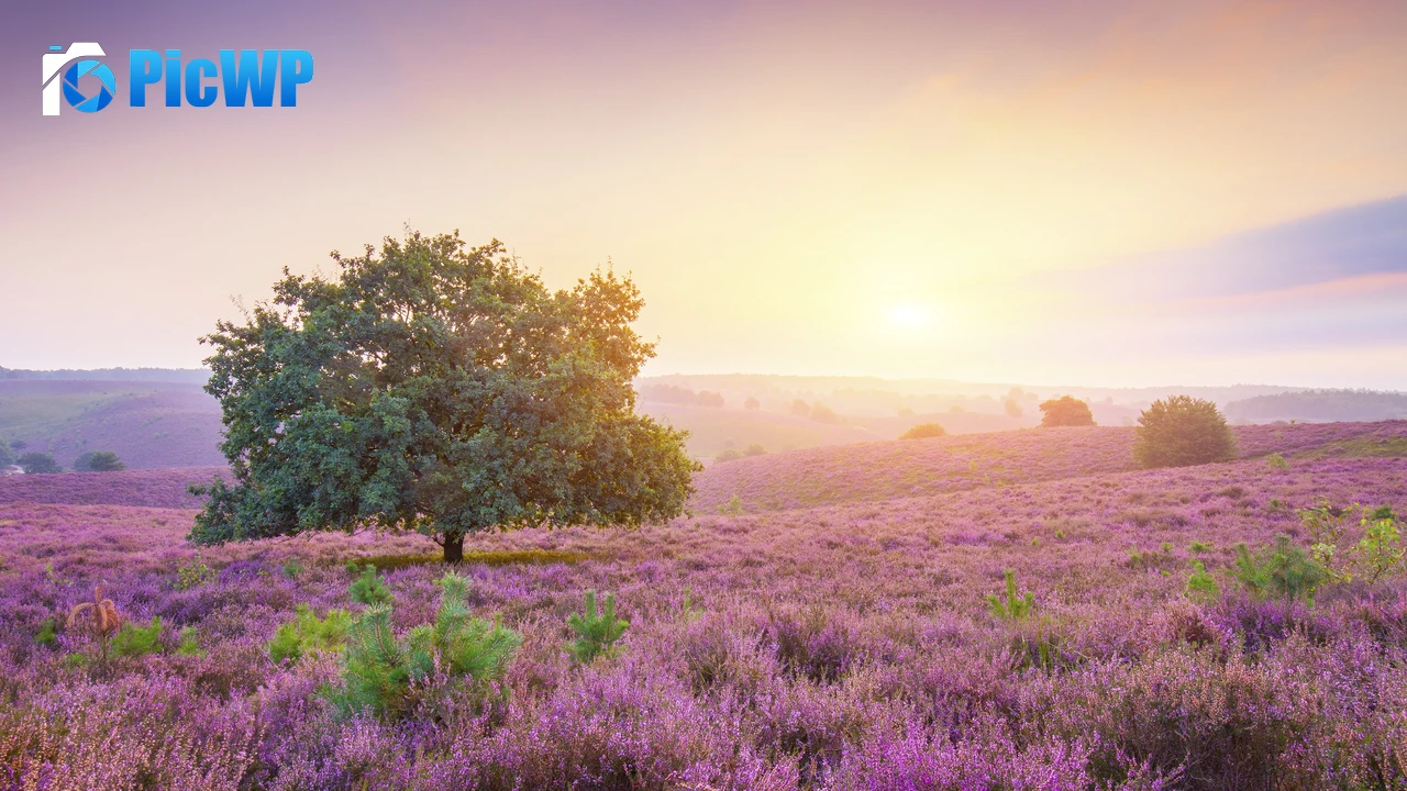 Spring Sunrise 4K PC Wallpaper