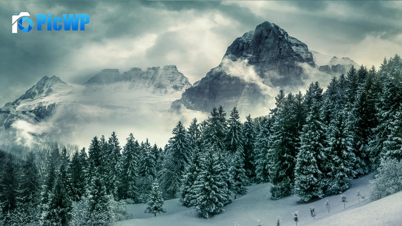 Pine trees Winter 4K PC Wallpaper