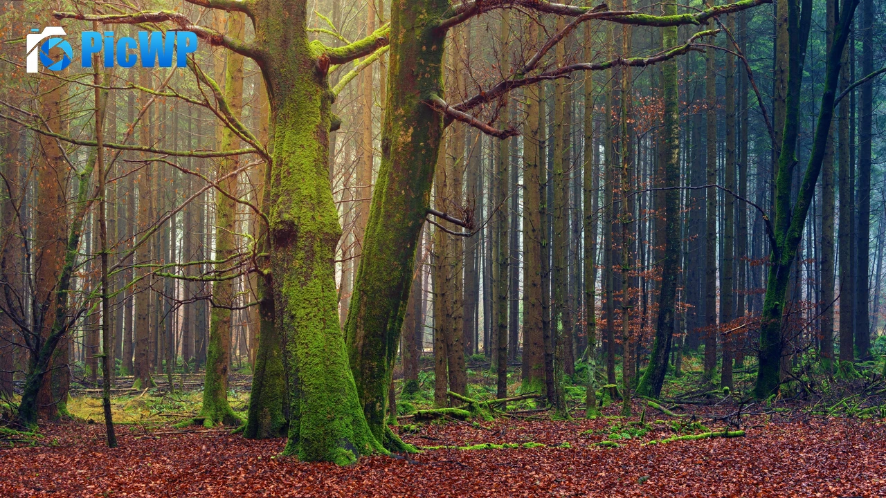 Fall 4K PC Wallpaper