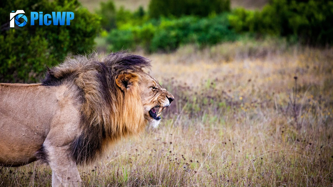 Lion Roaring 4K PC Wallpaper