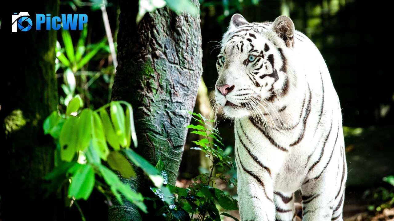 White tiger Bengal Tiger 4K PC Wallpaper