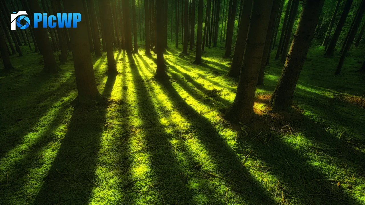 Green Forest 4K PC Wallpaper
