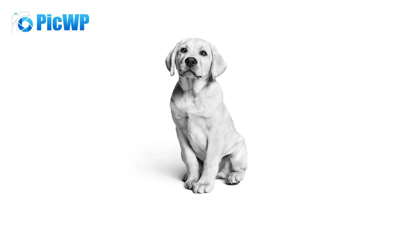 Labrador puppy Monochrome 4K PC Wallpaper
