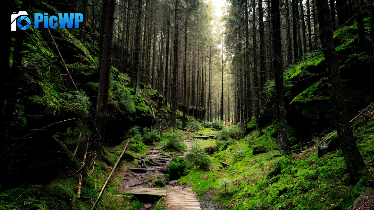 Saxon Switzerland National Park Forest 4K PC Wallpaper