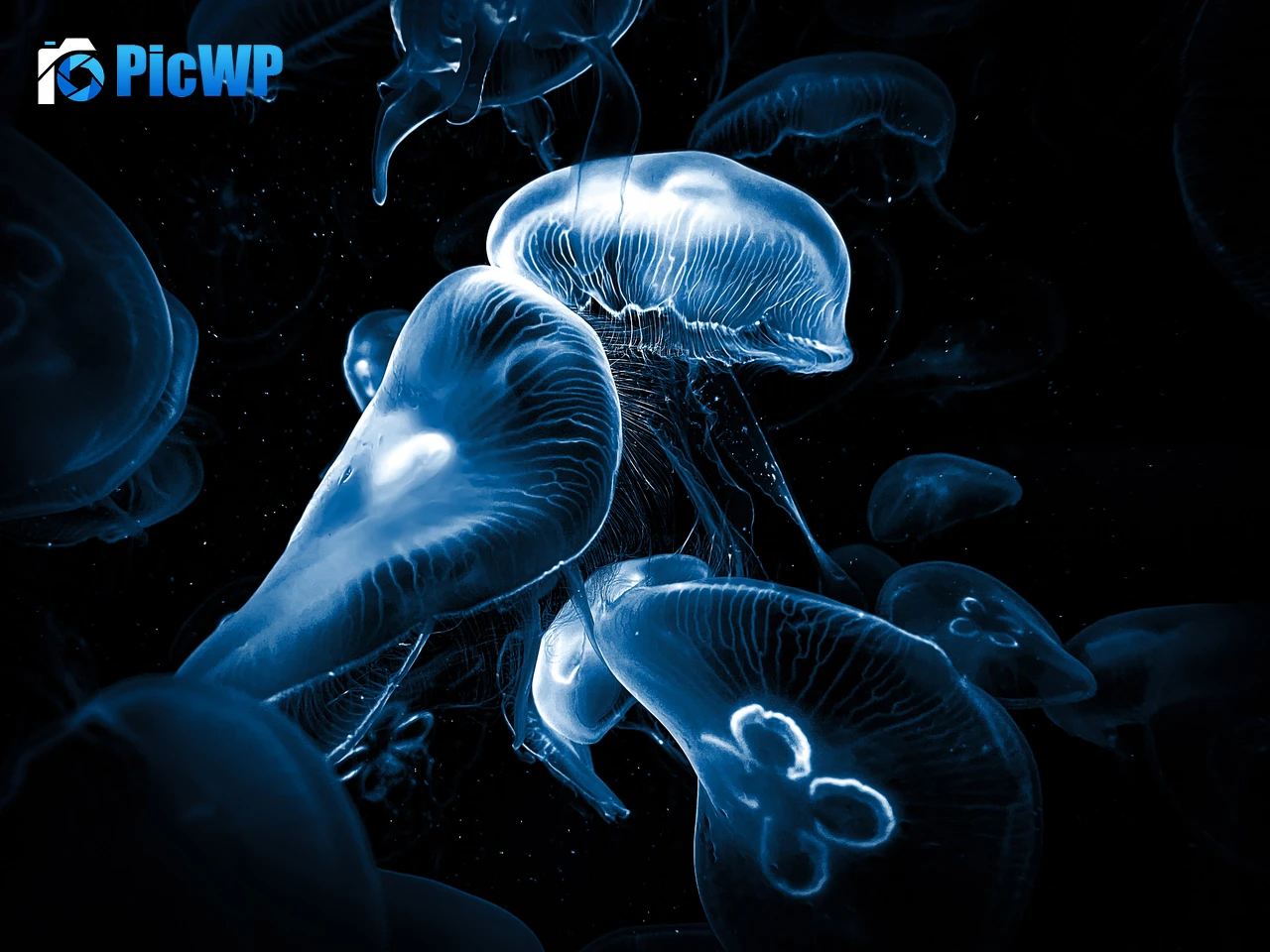 Jellyfishes AMOLED 5K PC Wallpaper