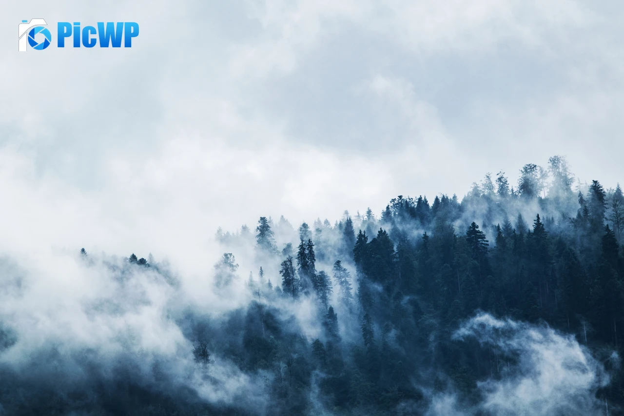 Foggy Pine trees 6K PC Wallpaper