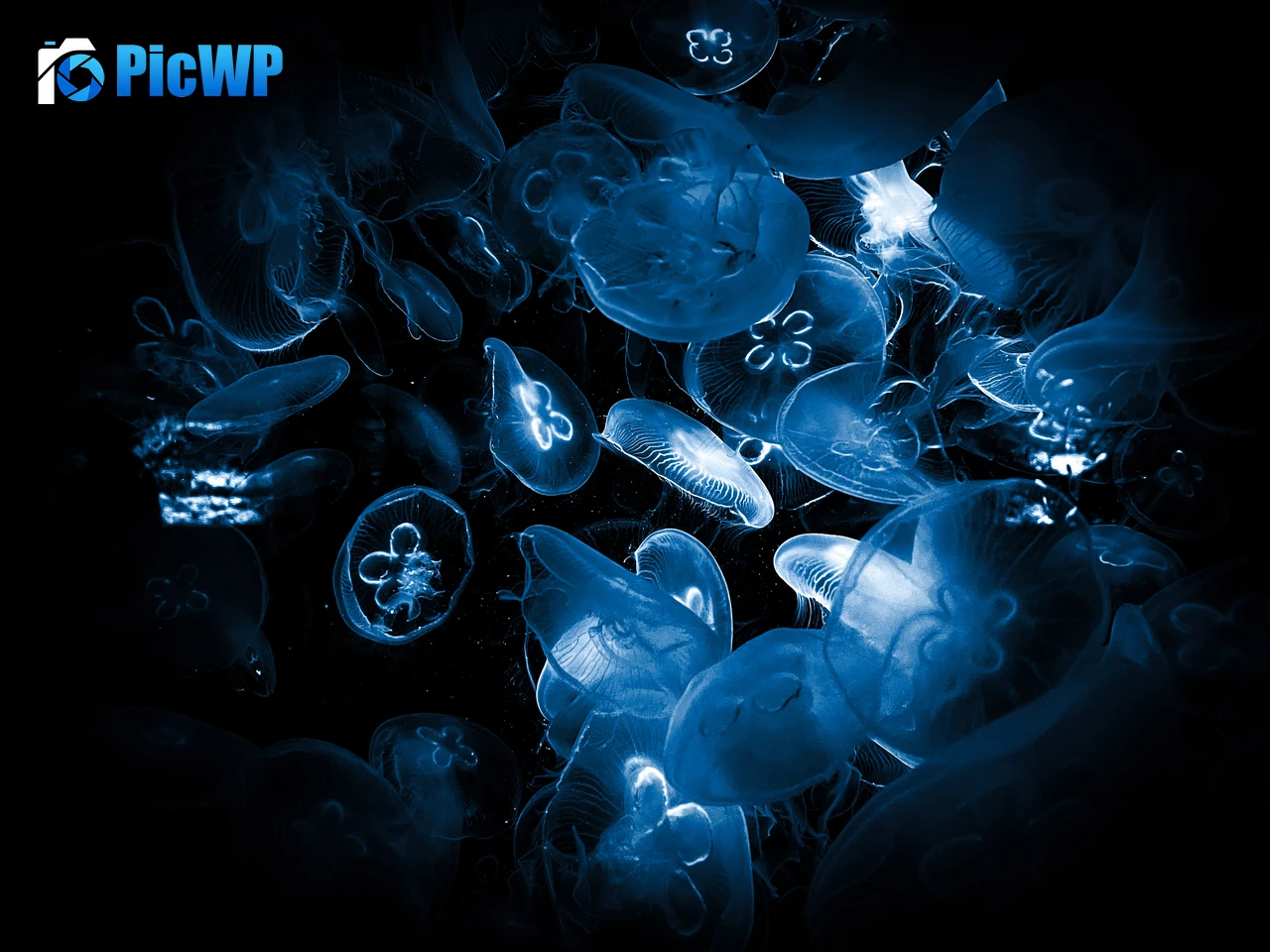 Jellyfishes Deep Sea 5K PC Wallpaper