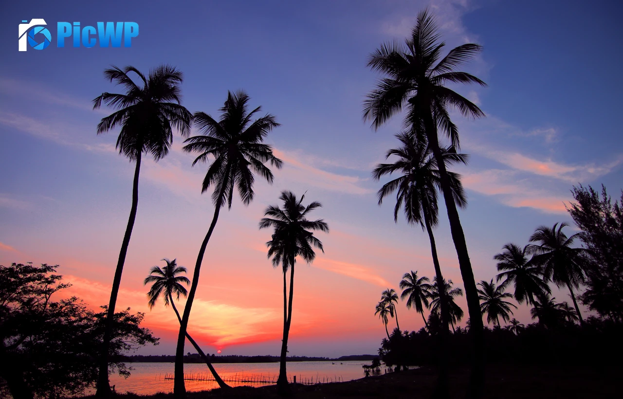 Palm trees Sunset 6K PC Wallpaper