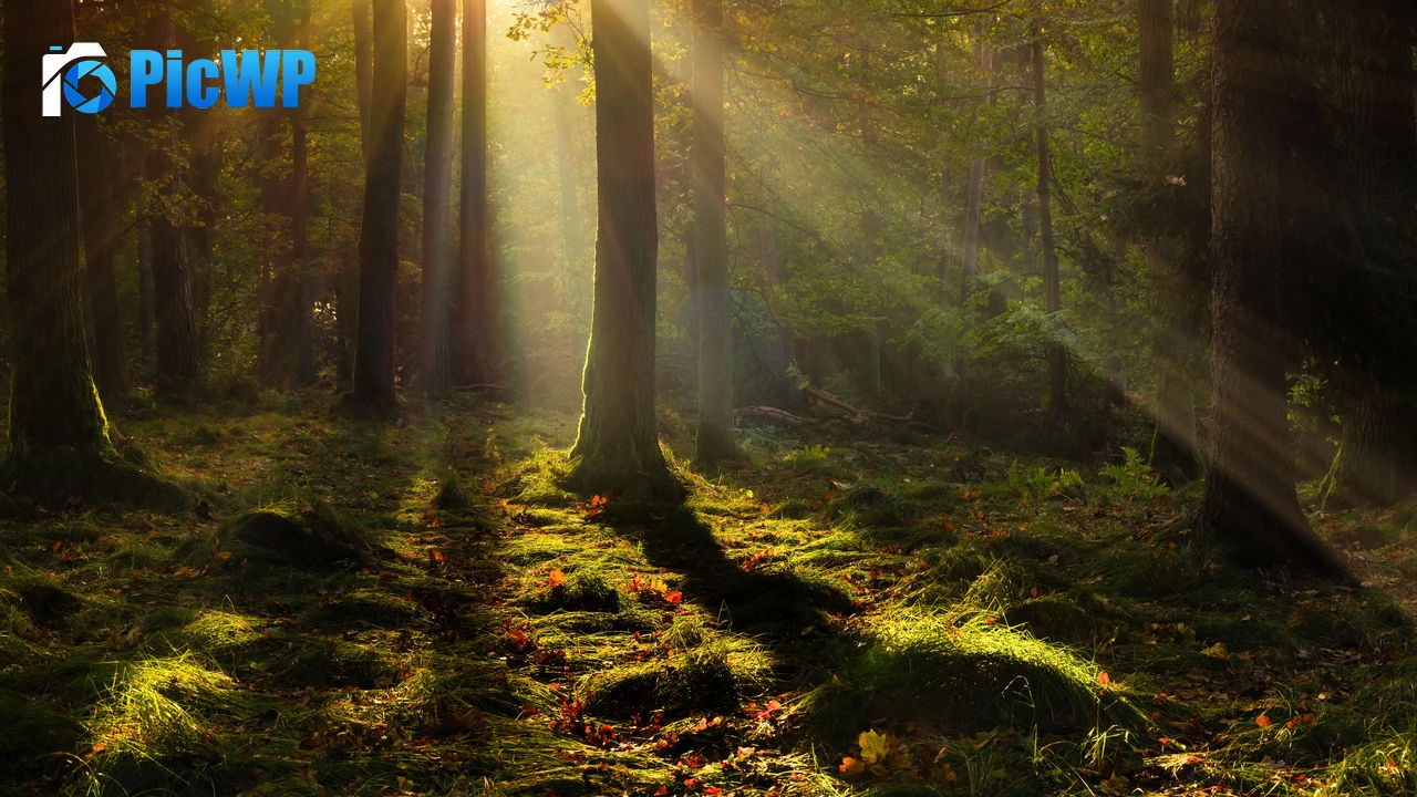 Forest Light 9K PC Wallpaper