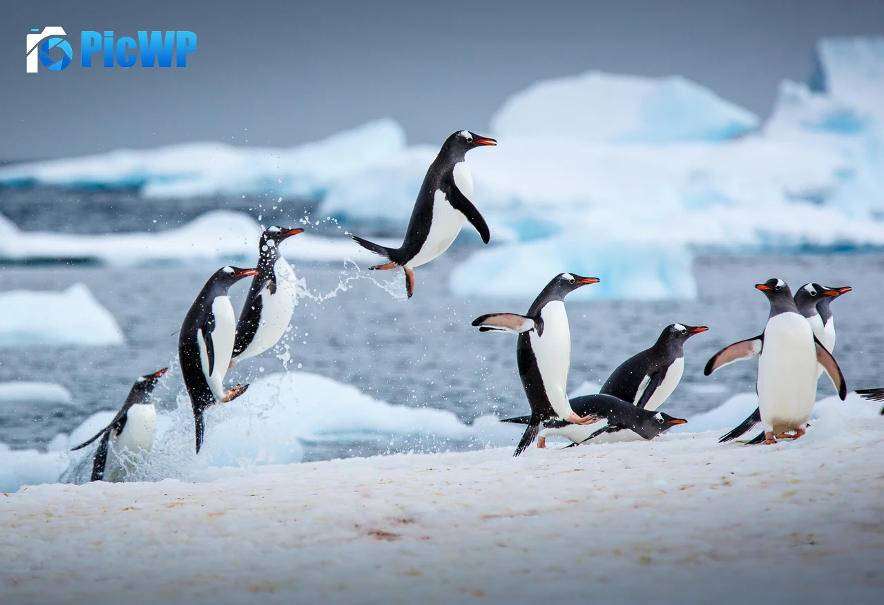 Gentoo penguins Antarctica 5K PC Wallpaper