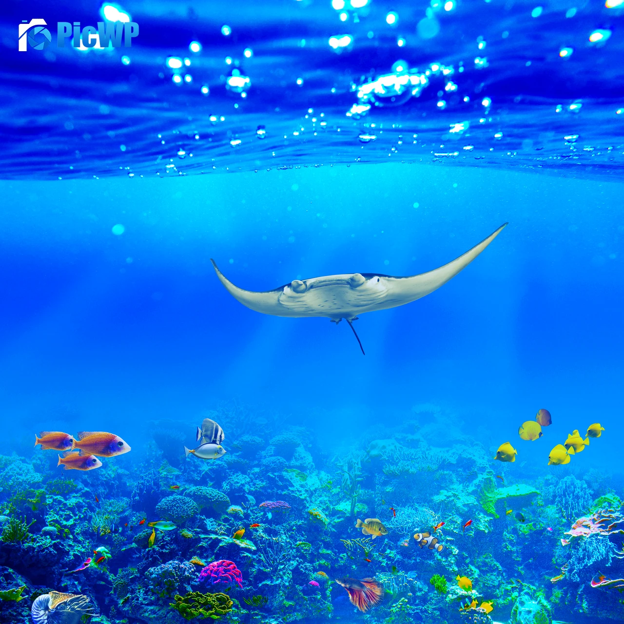 Manta ray Underwater 5K Fold Wallpaper