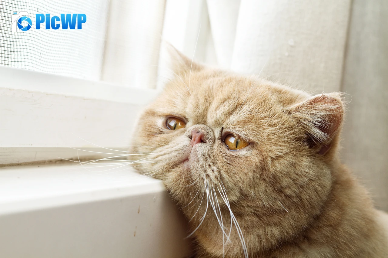 Exotic Shorthair Breed cat 5K PC Wallpaper