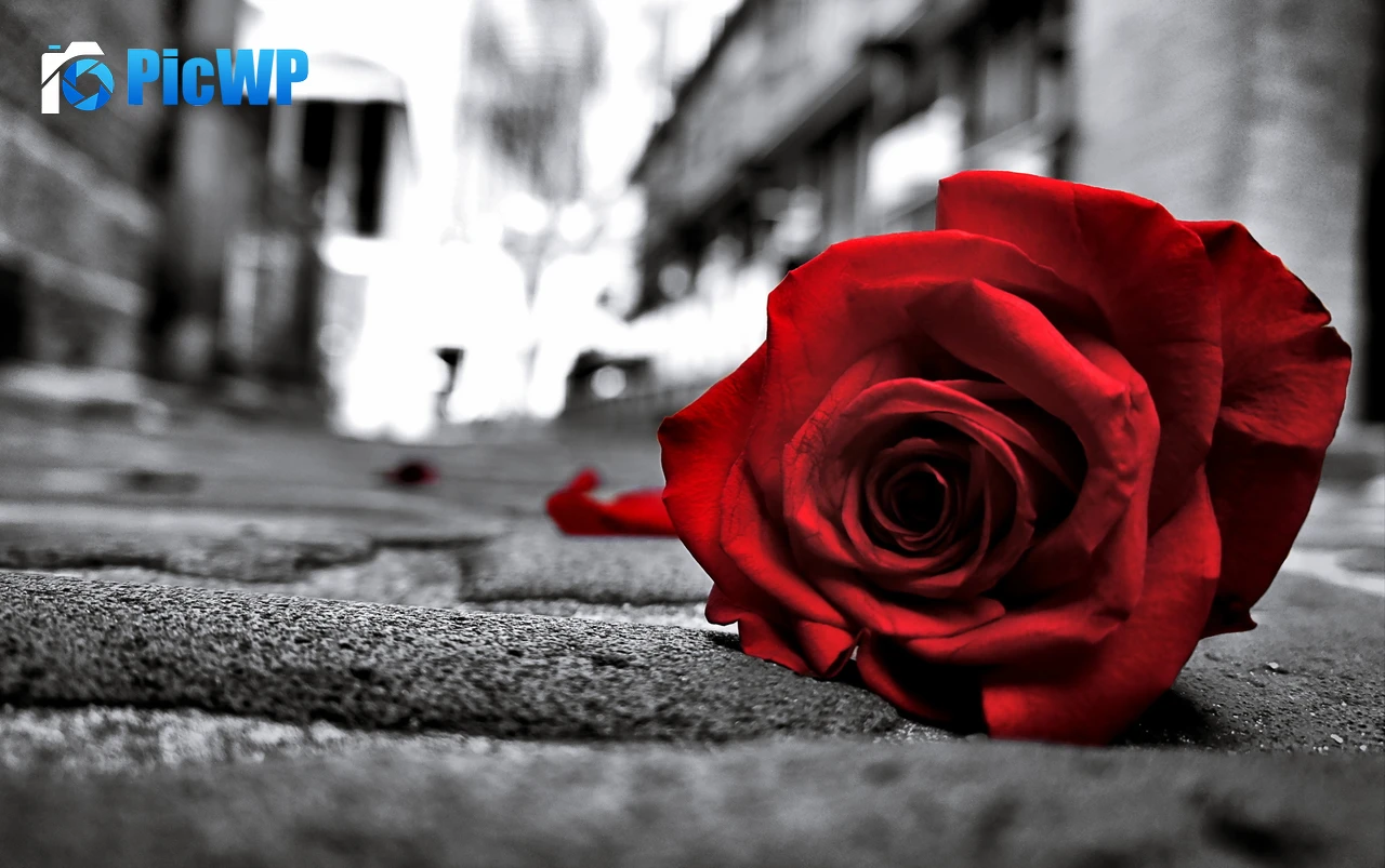 Red Rose Monochrome background 4K PC Wallpaper