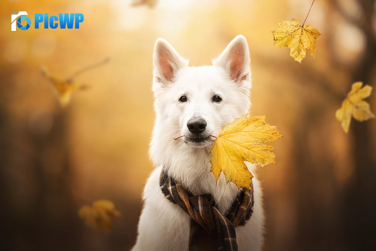 White Swiss Shepherd Dog Breed Dog 7K PC Wallpaper