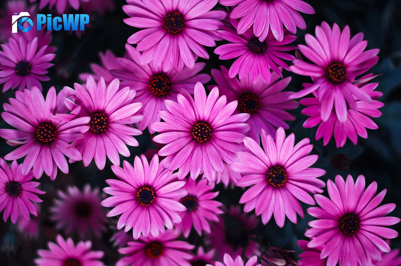 Daisy flowers Pink flowers 7K PC Wallpaper