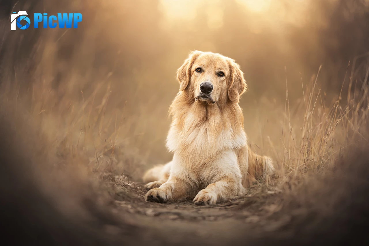 Golden Retriever Scottish breed dog 7K PC Wallpaper