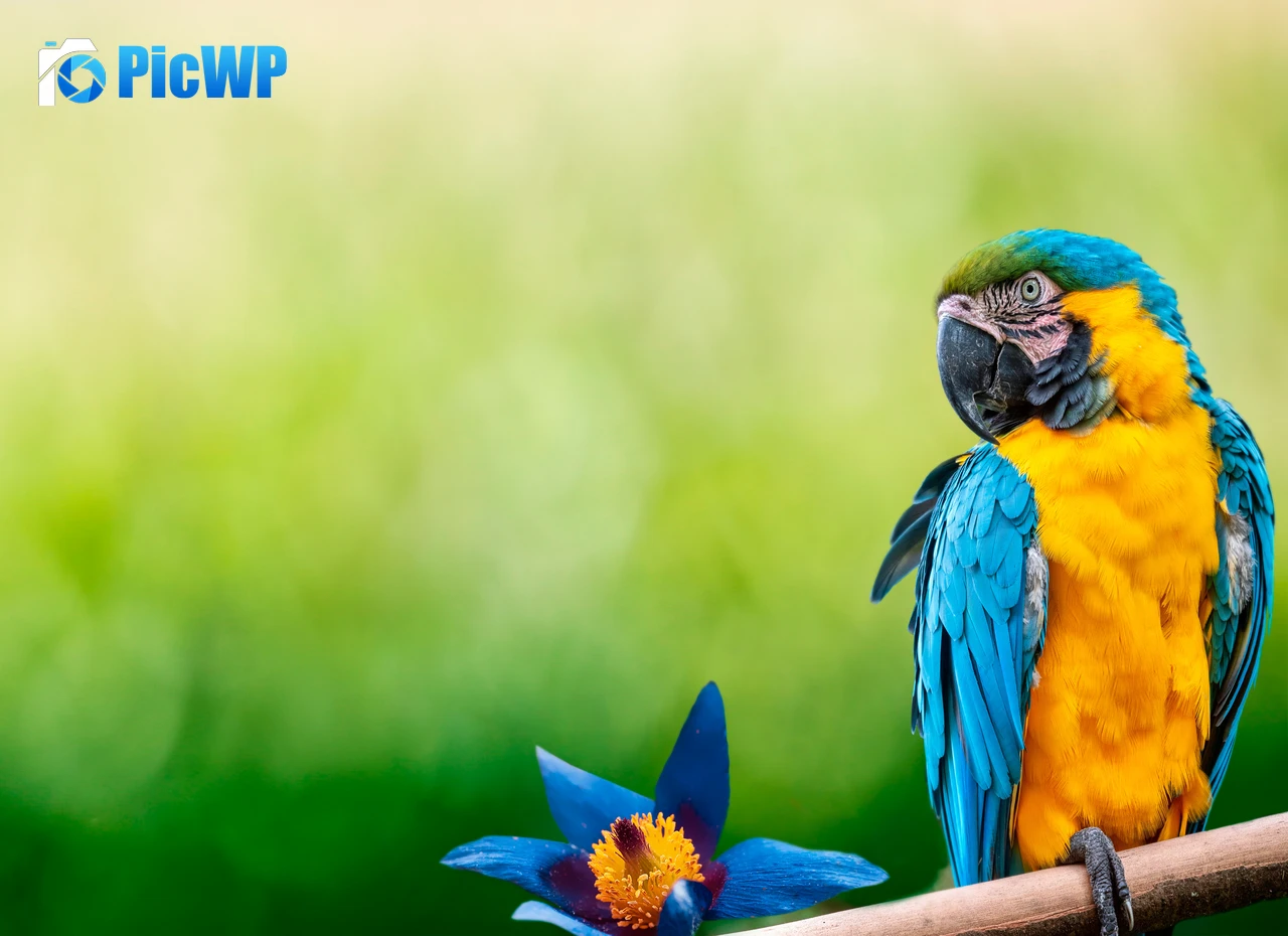 Macaw Parrot 7K PC Wallpaper