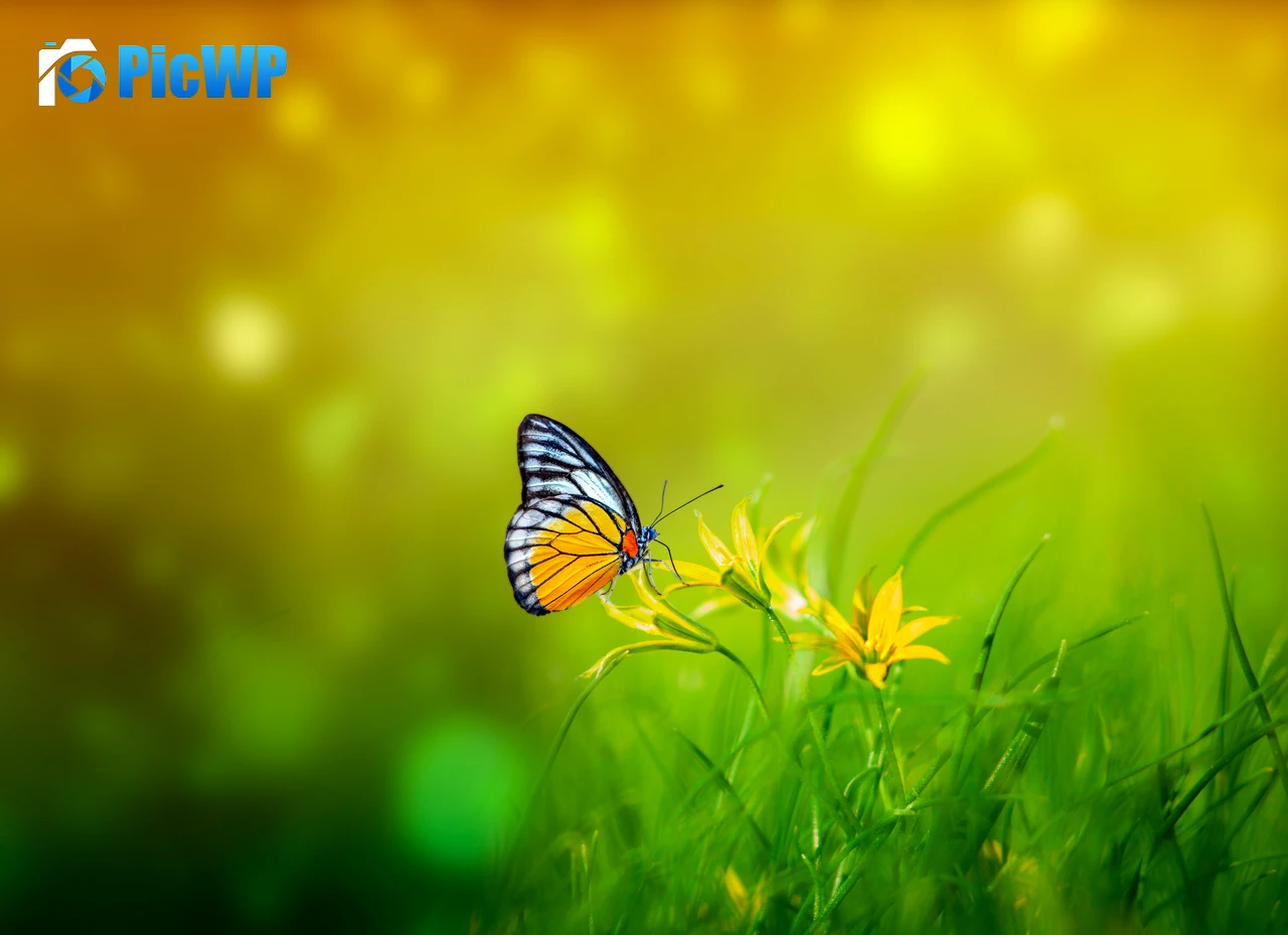 Butterfly Spring 7K PC Wallpaper