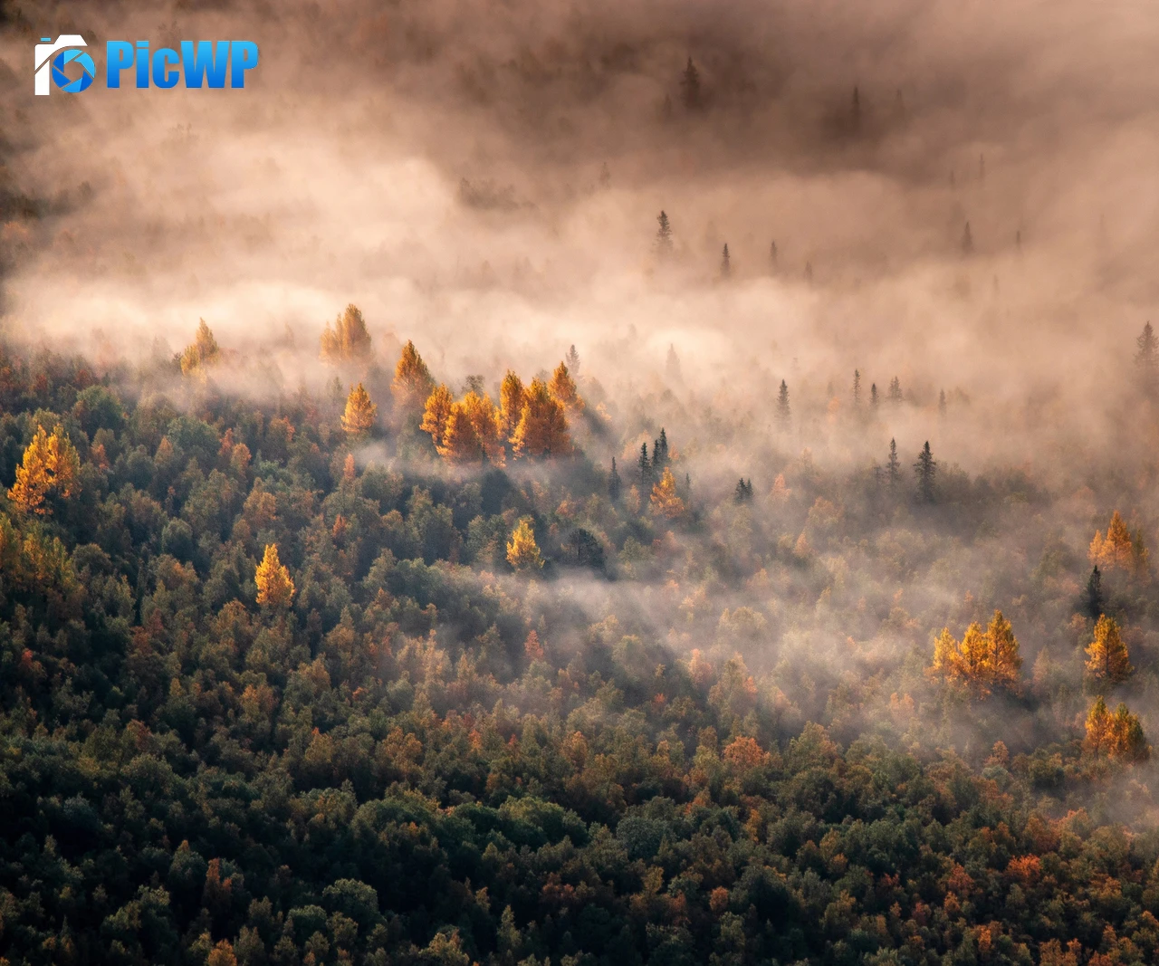 Autumn Forest Morning light 5K PC Wallpaper