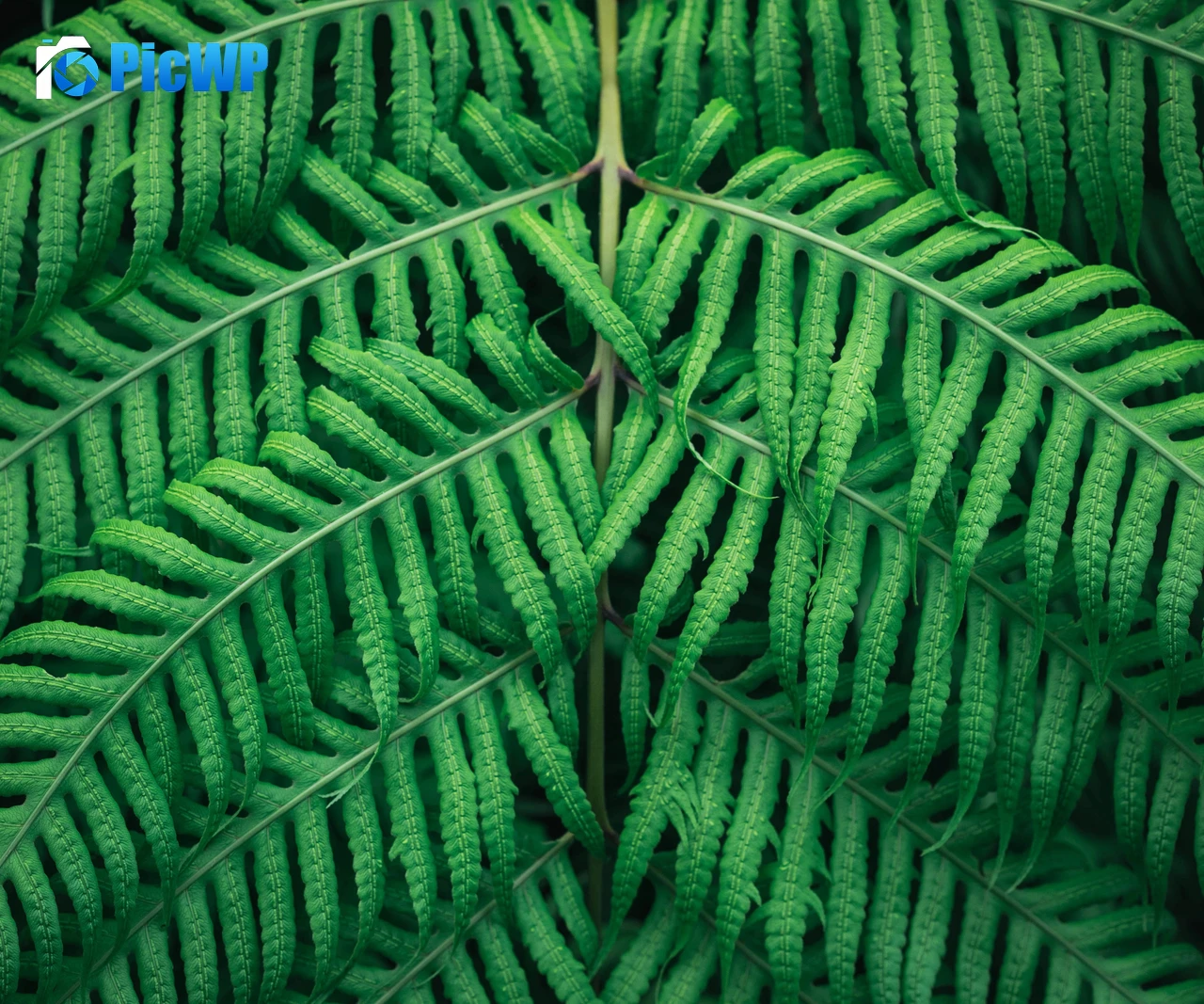 Fern plant Green leaves 5K PC Wallpaper
