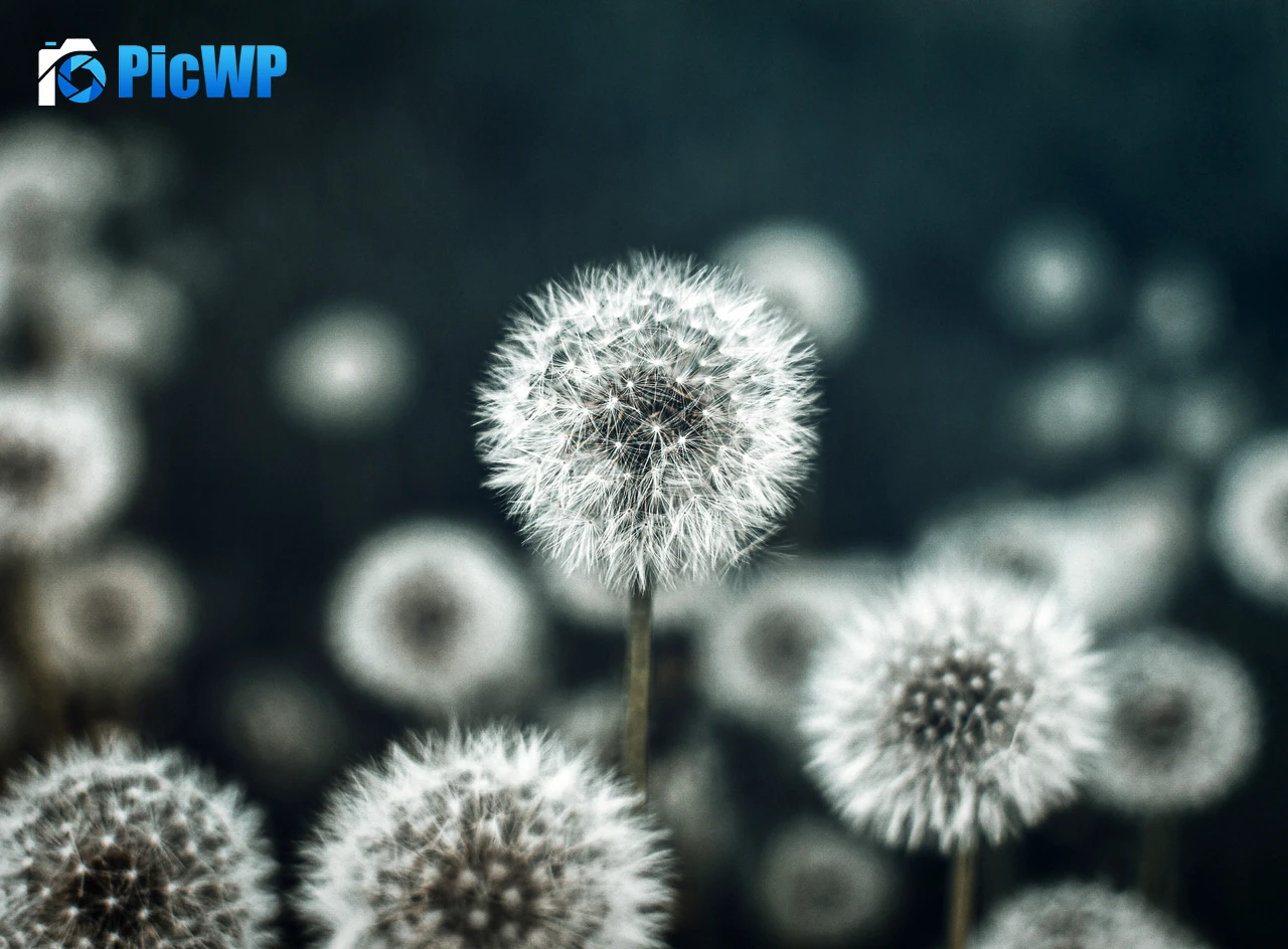 Dandelion flower Flower garden 6K PC Wallpaper