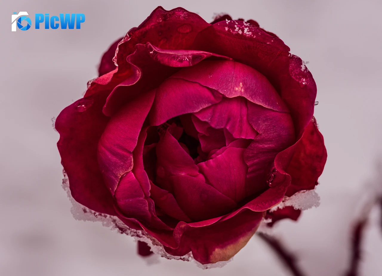 Rose flower Red Rose 6K PC Wallpaper