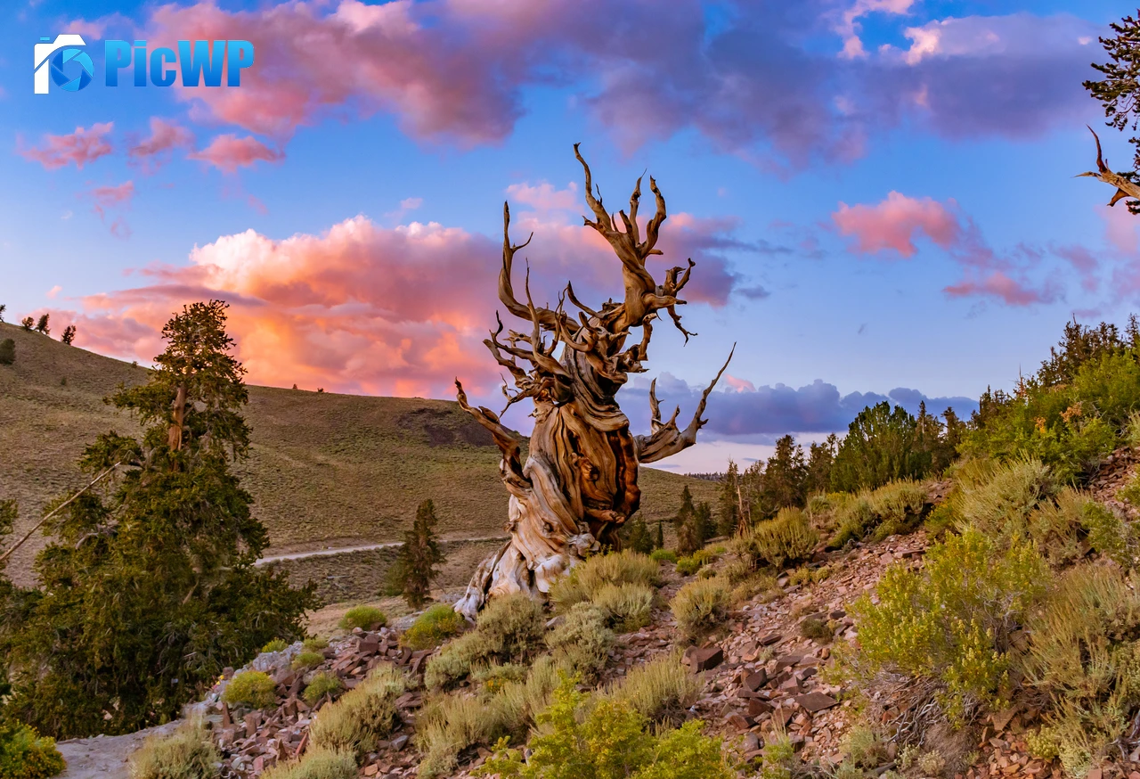 Bristlecone pine tree Lone tree 4K PC Wallpaper