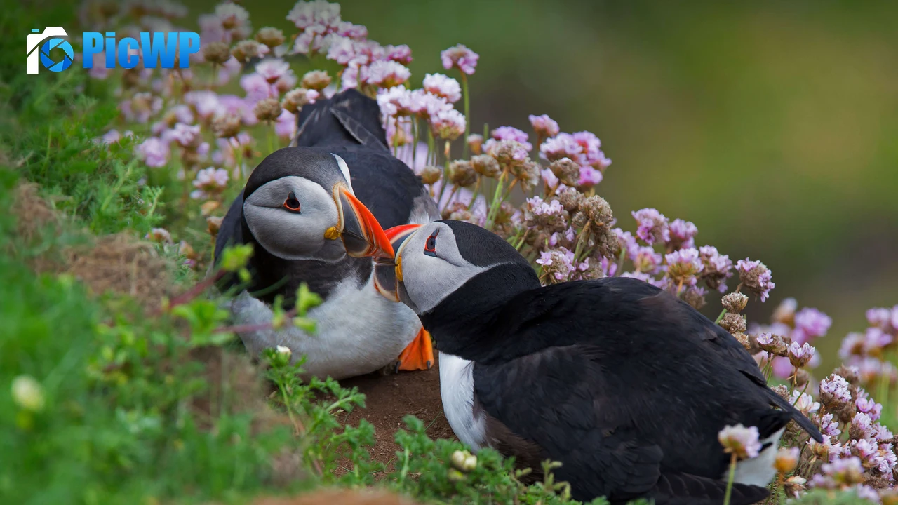Atlantic puffin Together 5K PC Wallpaper