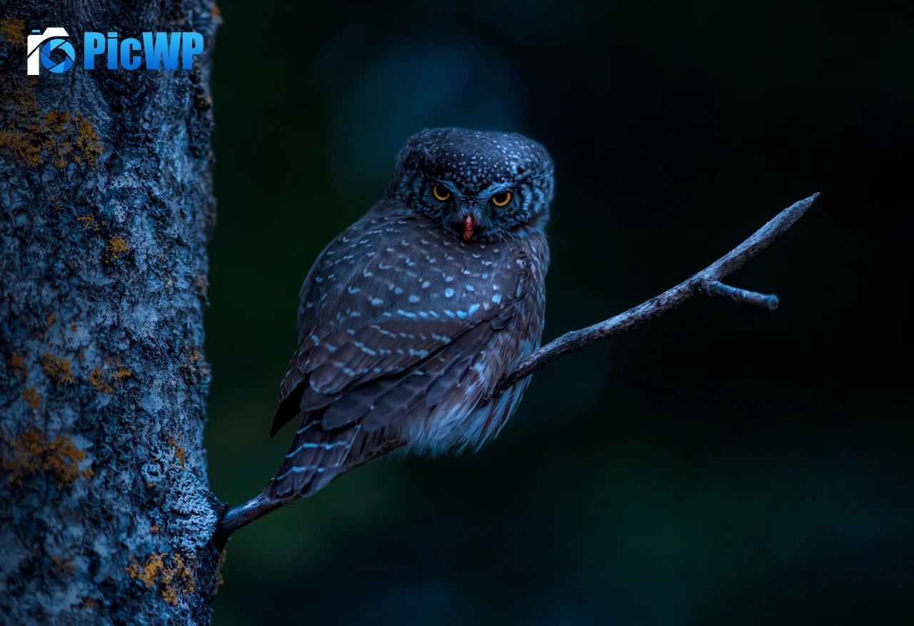 Eurasian pygmy owl Bird 7K PC Wallpaper