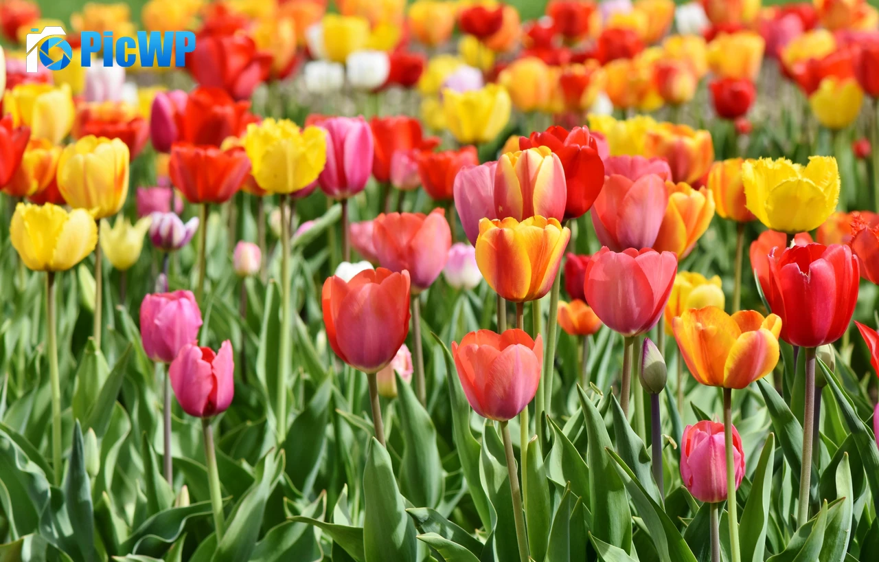 Tulips Tulip flowers 6K PC Wallpaper
