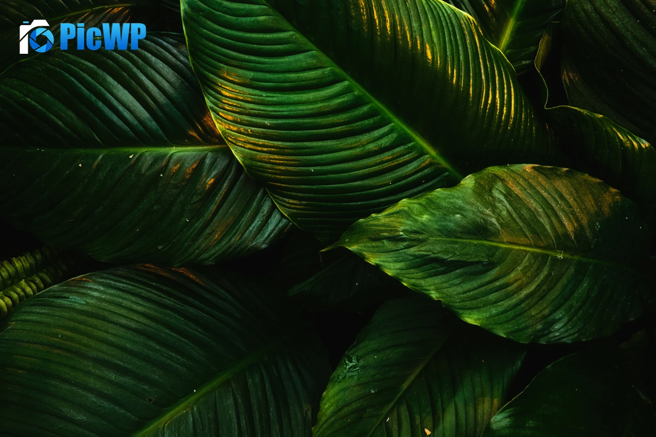 Tropical Green leaves 6K PC Wallpaper