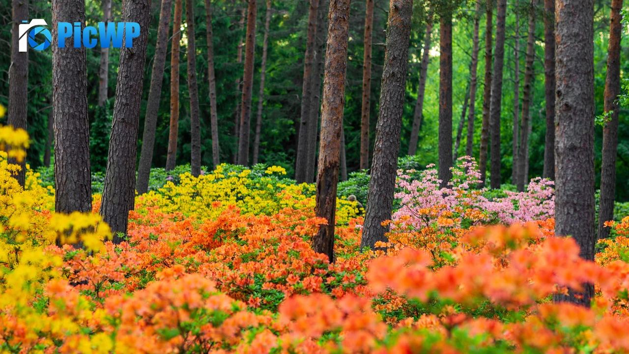 Azalea plants Haaga Rhododendron Park 6K PC Wallpaper