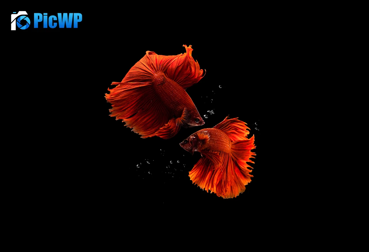 Fishes Aquarium 4K PC Wallpaper