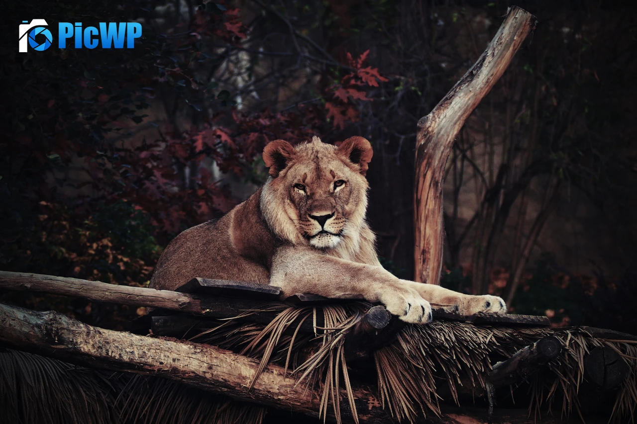 Lion 5K PC Wallpaper