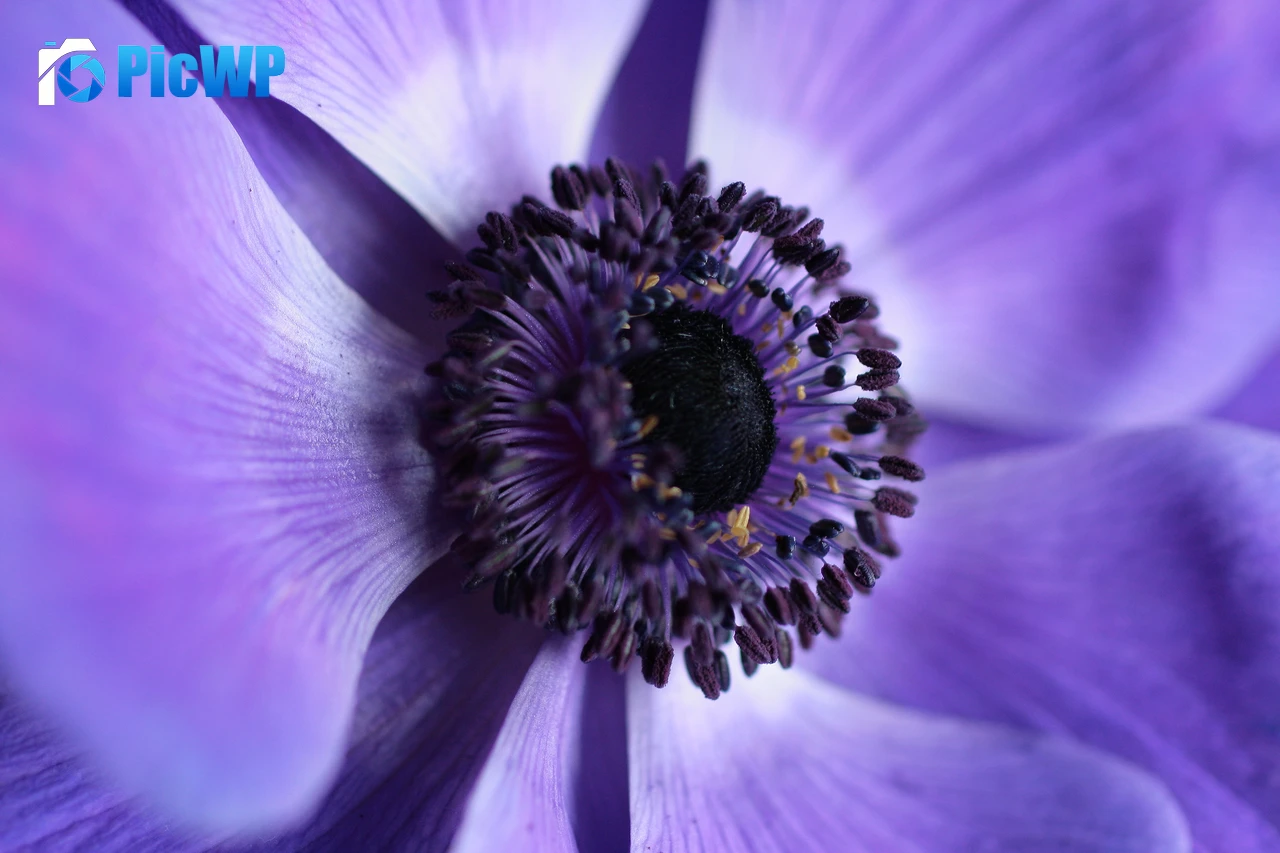Purple Flower Aesthetic 4K PC Wallpaper