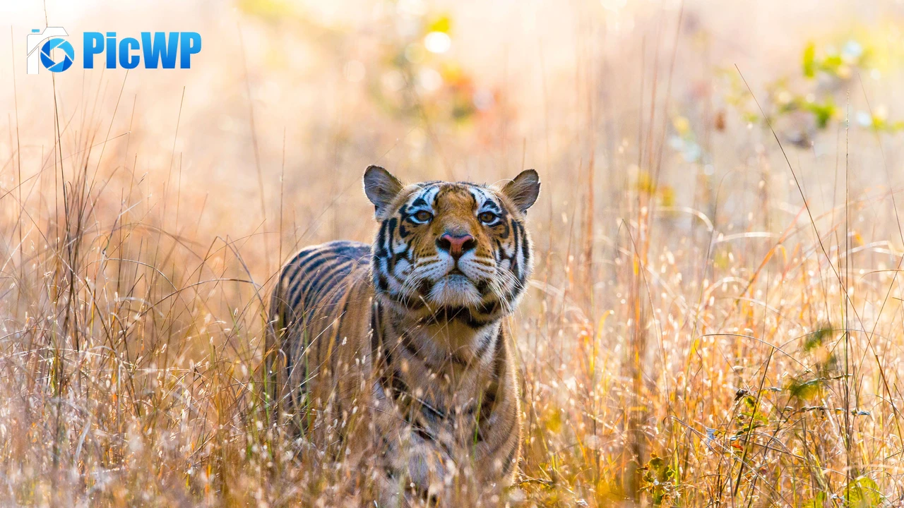 Wild Tiger Kanha National Park 5K PC Wallpaper