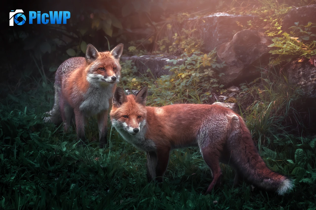 Red fox Wild animals 4K PC Wallpaper