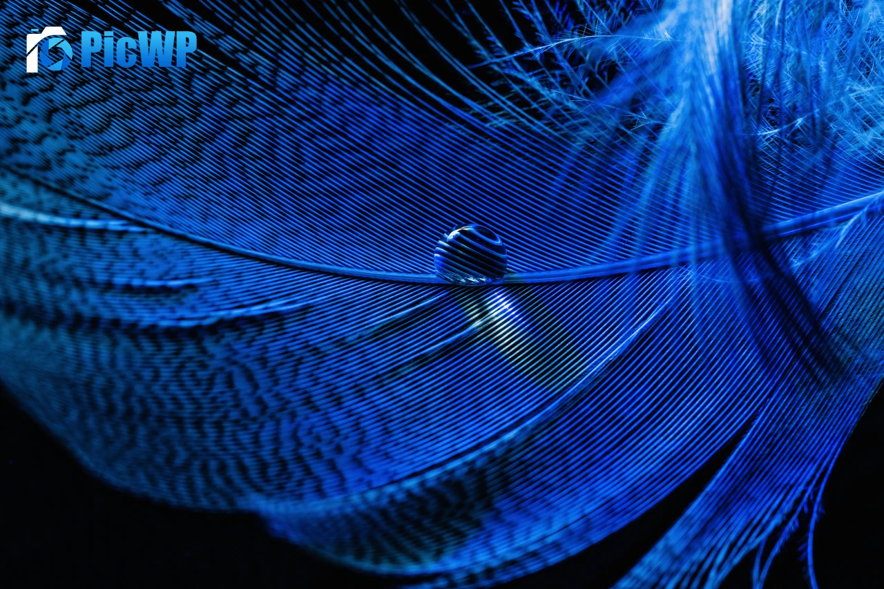 Blue Feather Macro 8K PC Wallpaper