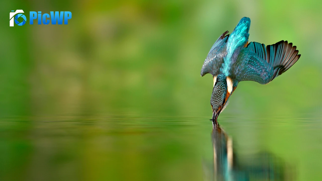 Kingfisher bird Flying bird 5K PC Wallpaper