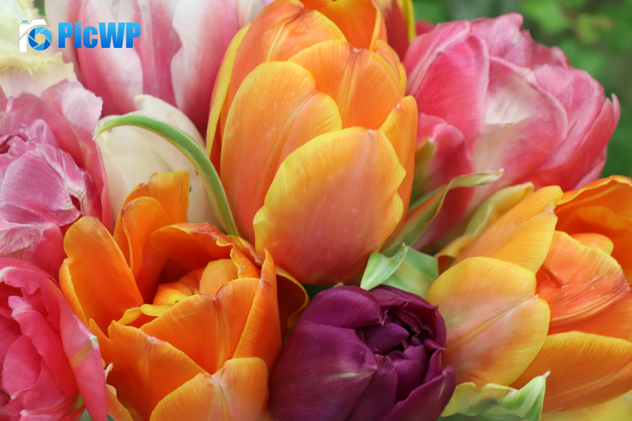 Tulips Colorful 6K PC Wallpaper