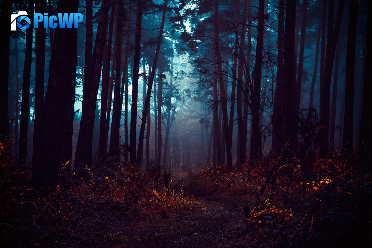 Forest Fog 4K PC Wallpaper