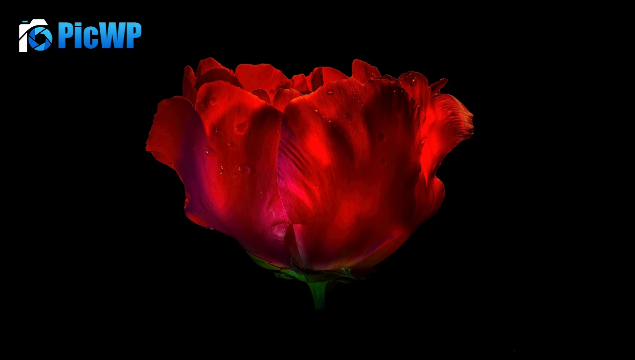 Red Rose AMOLED 7K PC Wallpaper