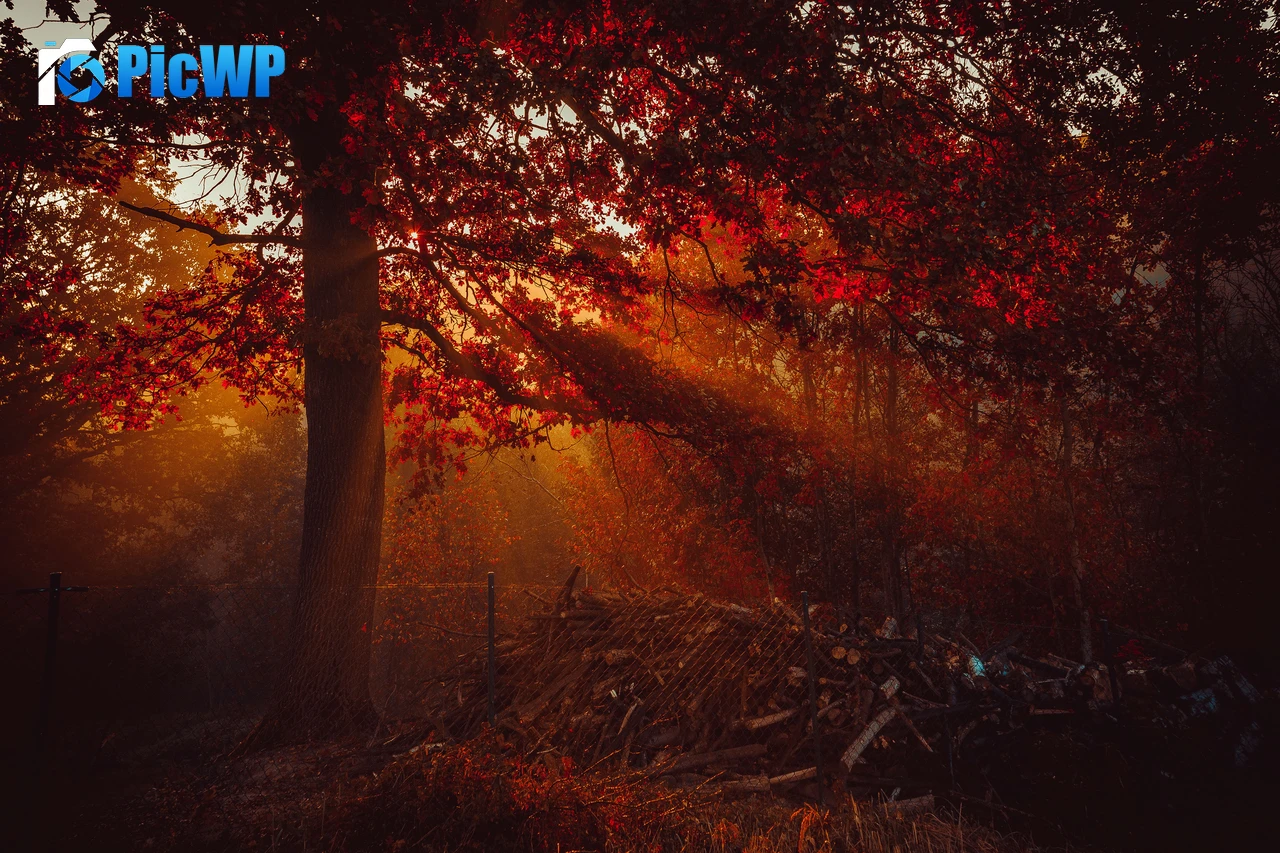 Autumn Trees 4K PC Wallpaper