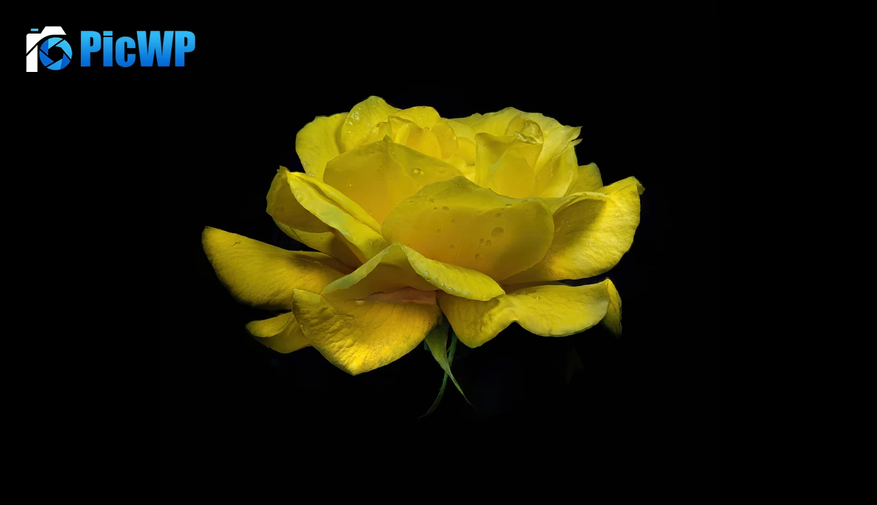 Yellow Rose Yellow flower 6K PC Wallpaper