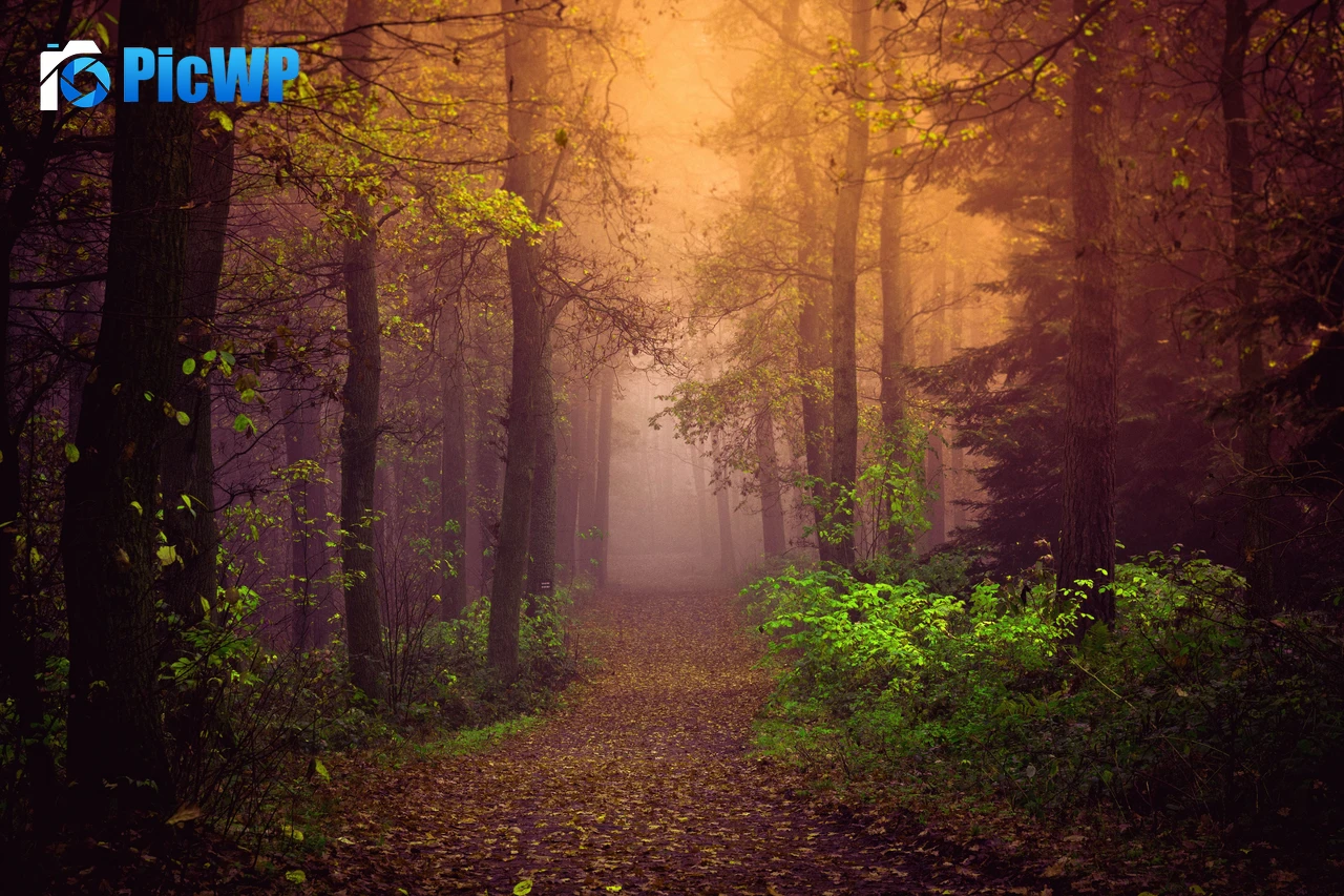 Autumn Mist 8K PC Wallpaper