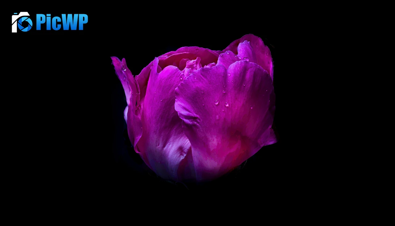 Pink flower Dew Drops 7K PC Wallpaper