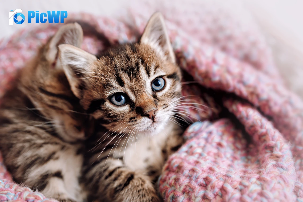 Cute Kitten Aesthetic 5K PC Wallpaper