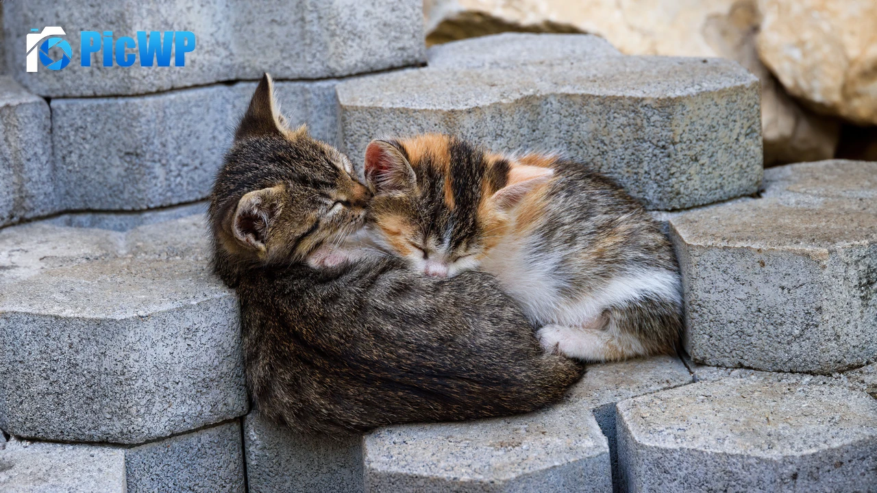 Sleeping Kittens 6K PC Wallpaper