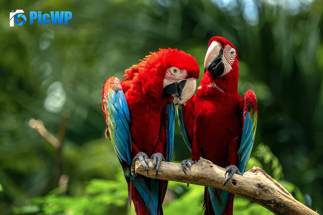 Macaw birds Couple 7K PC Wallpaper